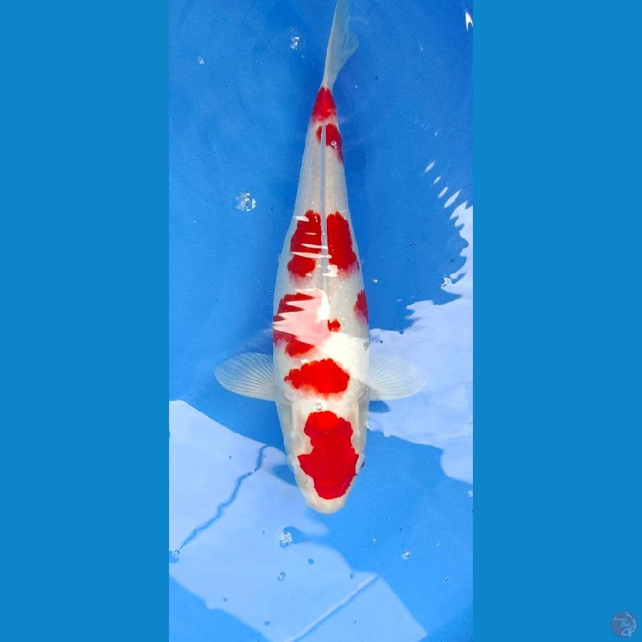kohaku 32Cm