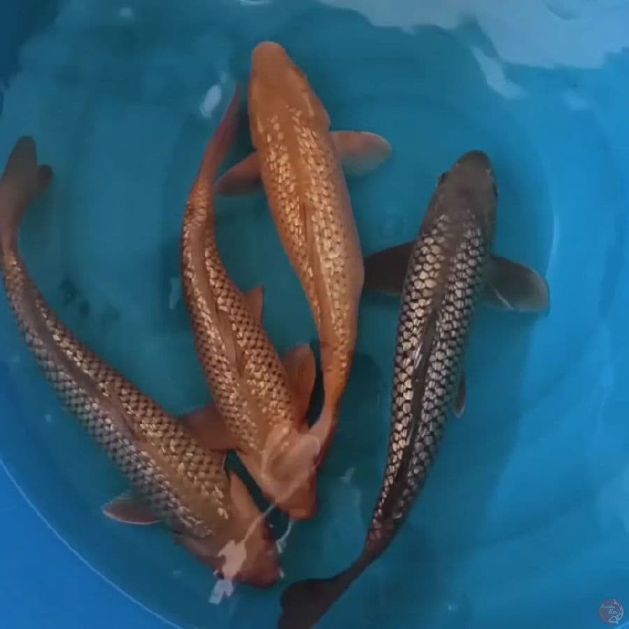 cagoi saragoi 50 bu