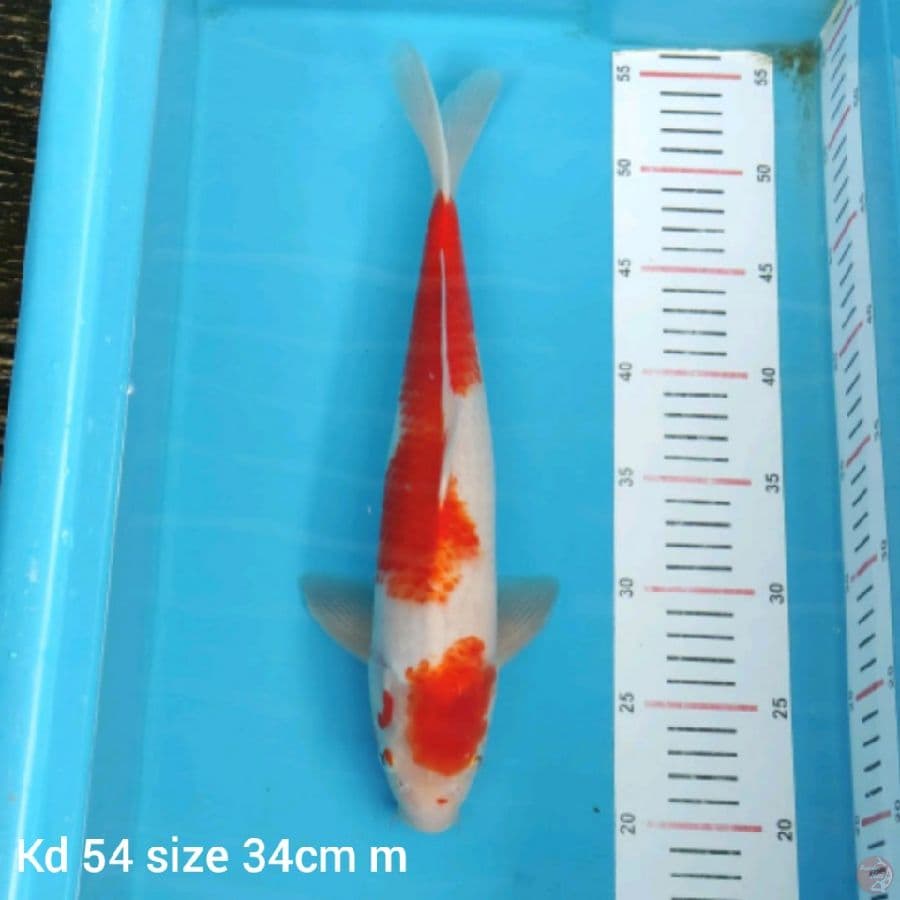 kohaku