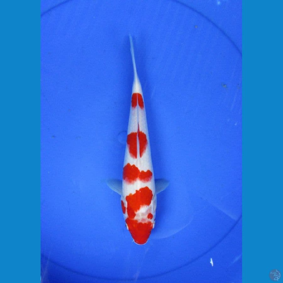 kohaku ±27cm