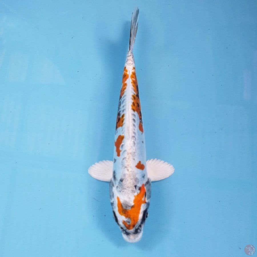 kikokuryu, 21 cm