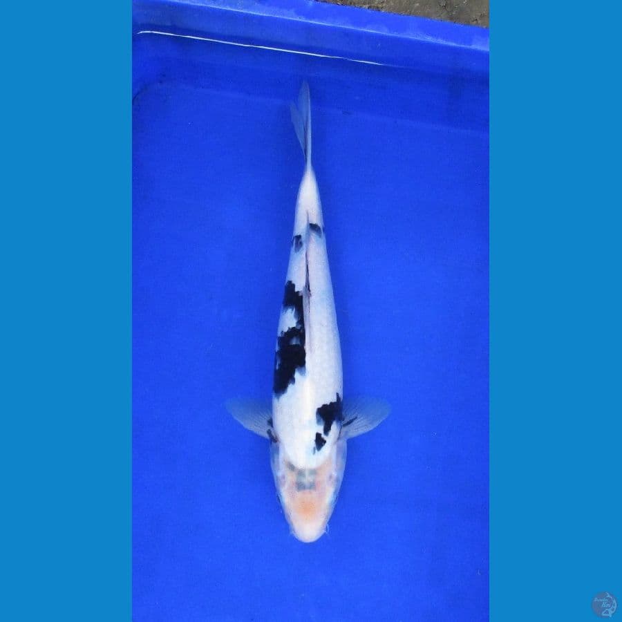 shiro good skin ±32cm