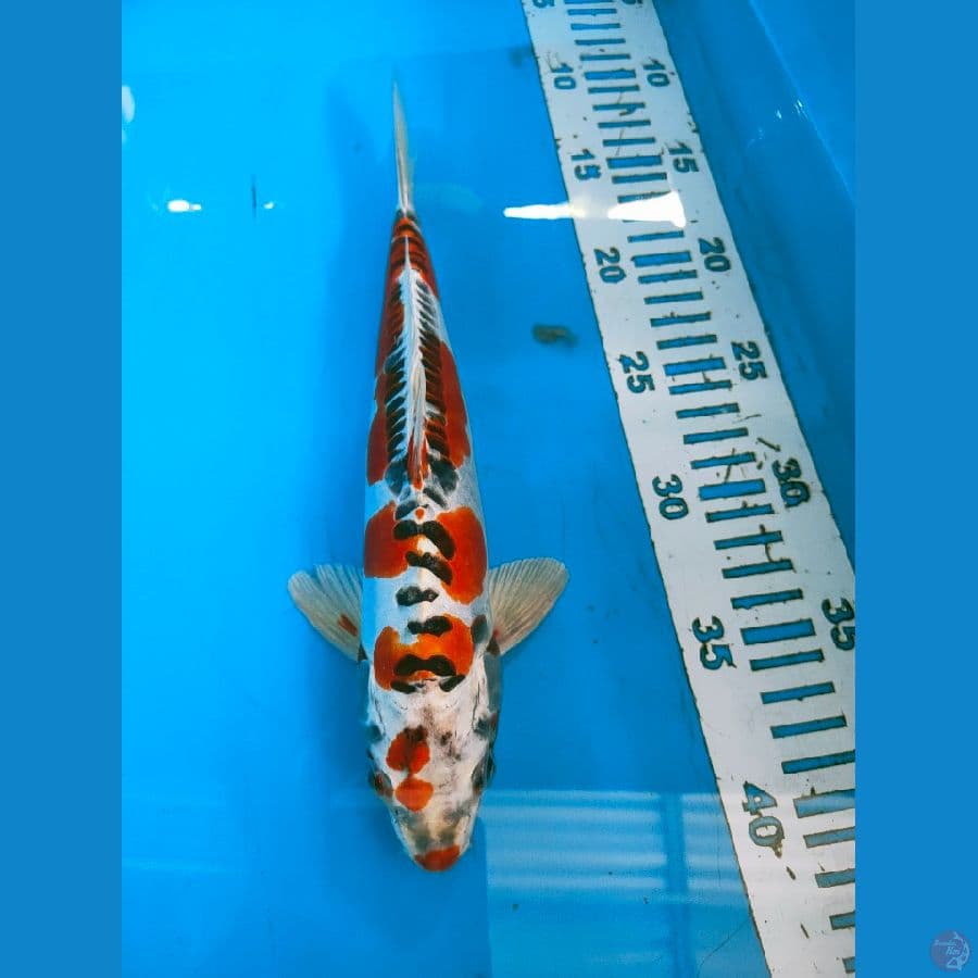 kojaku doid 27cm