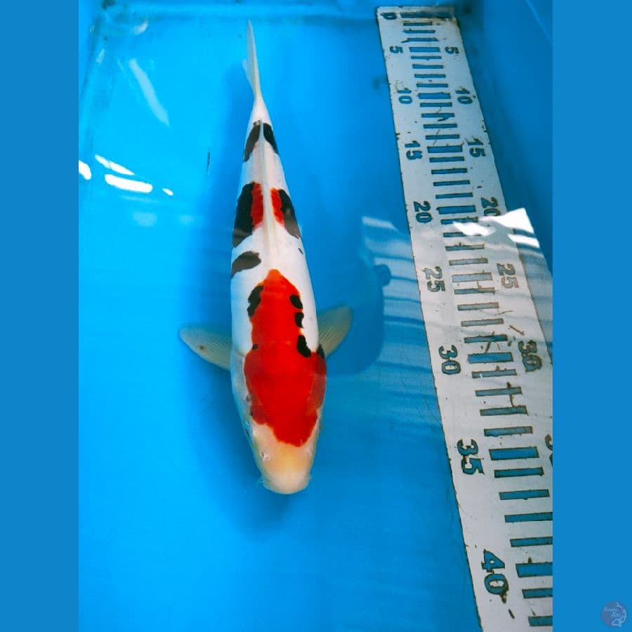 BENIKUMONRIYU 30CM