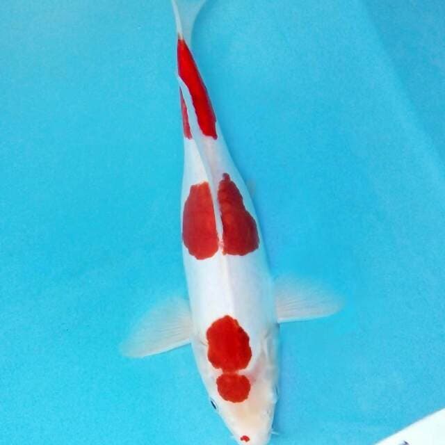 Kohaku Doitsu Murni