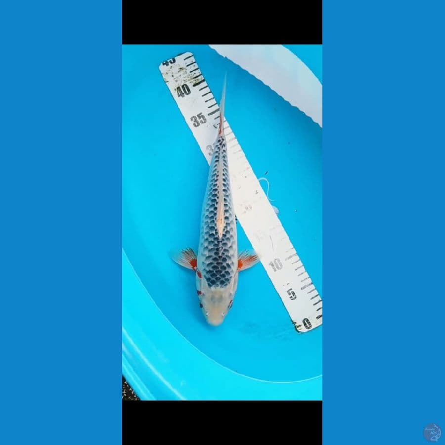 asagi 35 cm