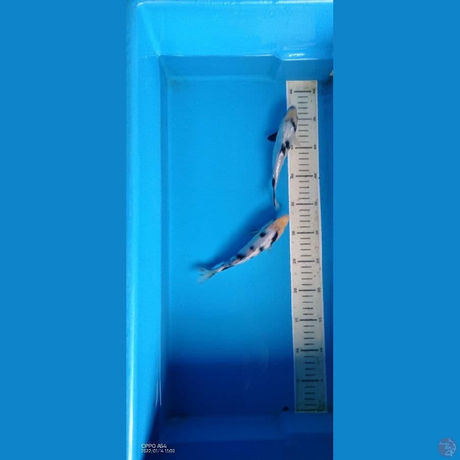 shiro ginrin shiro beko 24 25 cm