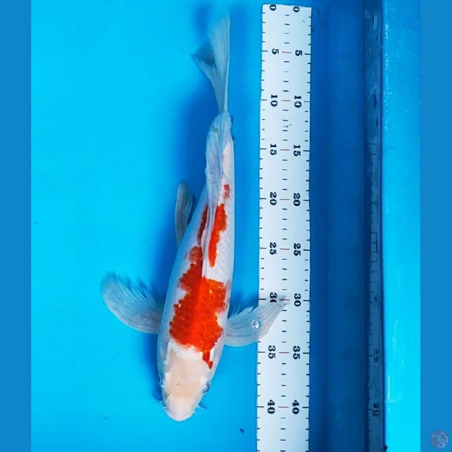 Kumpay kohaku 37cm