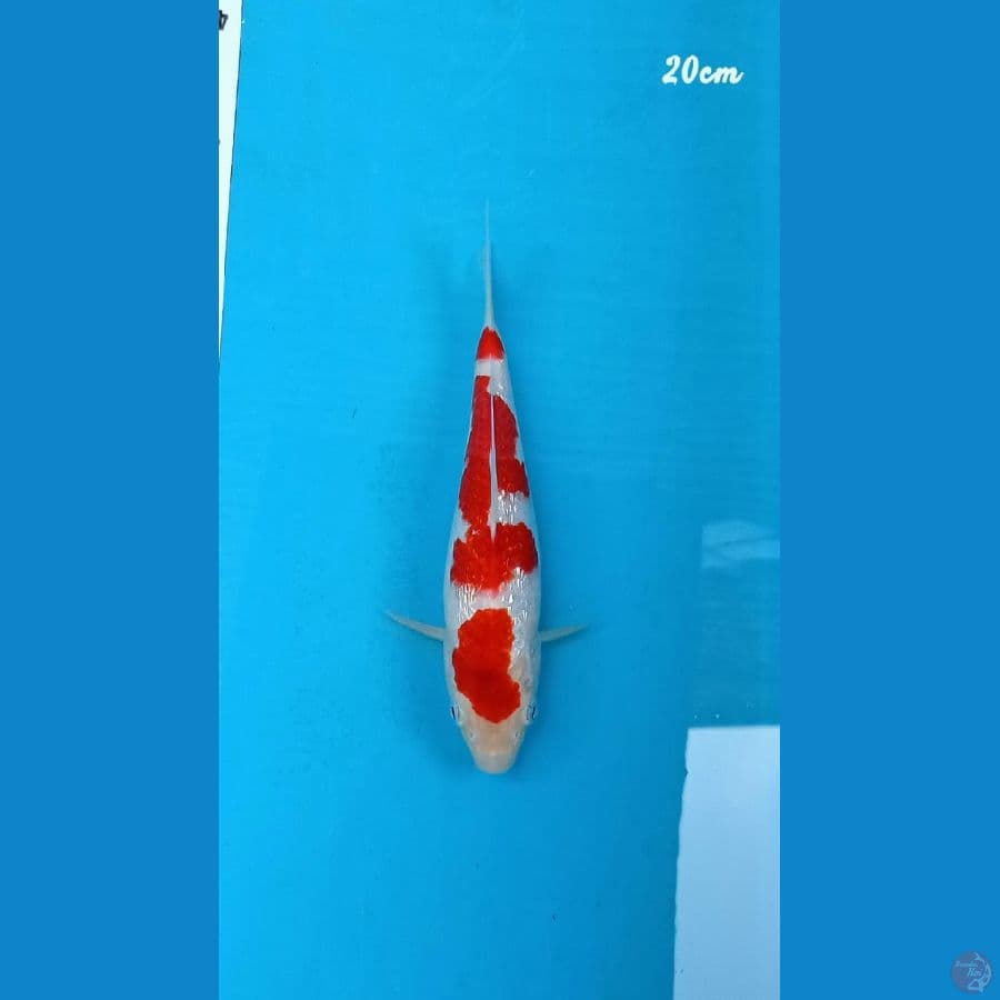 Siap Show, Kohaku 20cm, Asli Merah