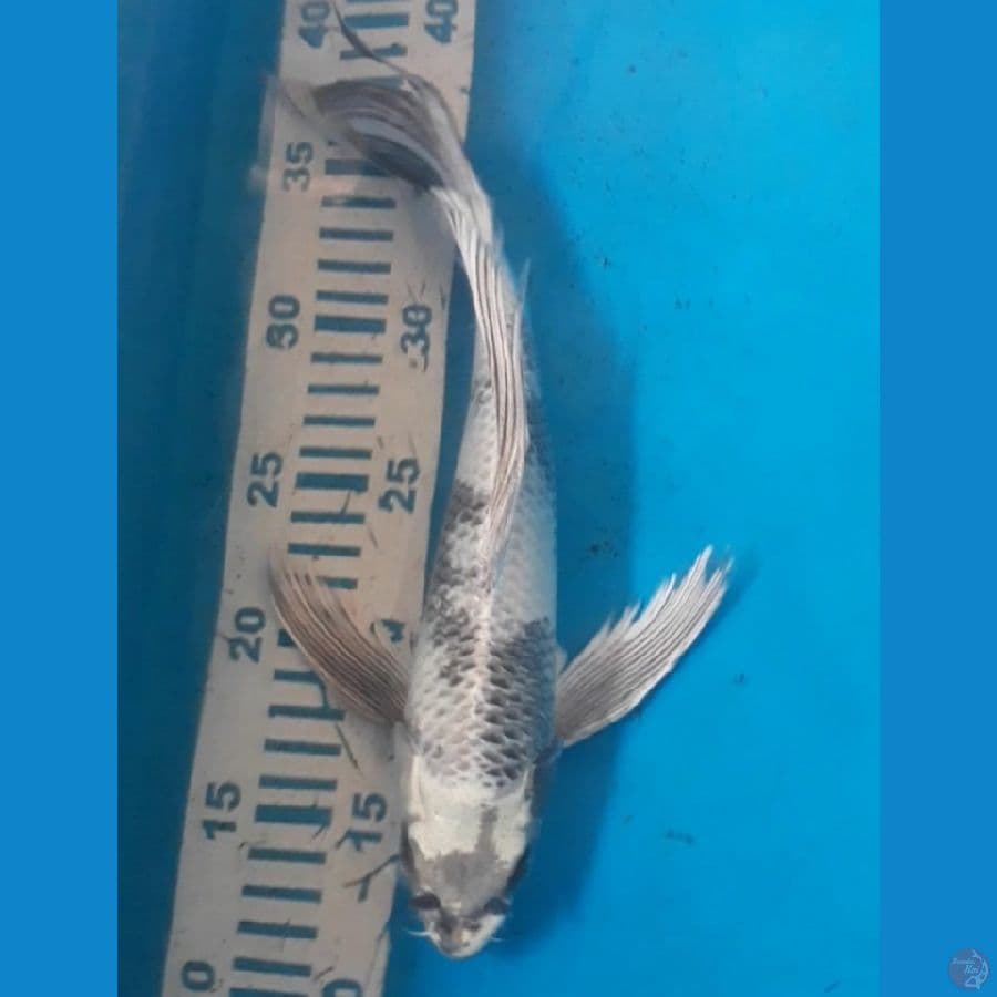 Gin Shiro 30 Cm Male