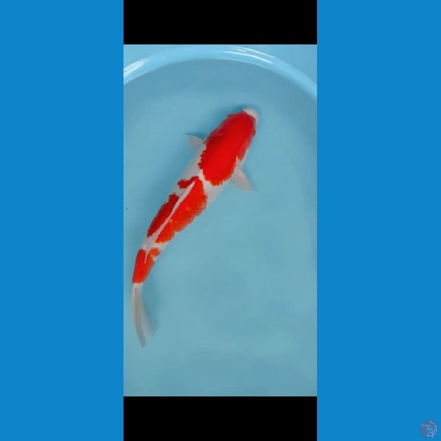 KOHAKU 45 UP