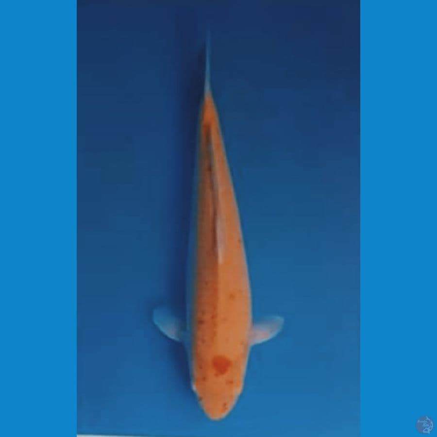 KARASHI SUPER MANGO SAKAI FISH FARM