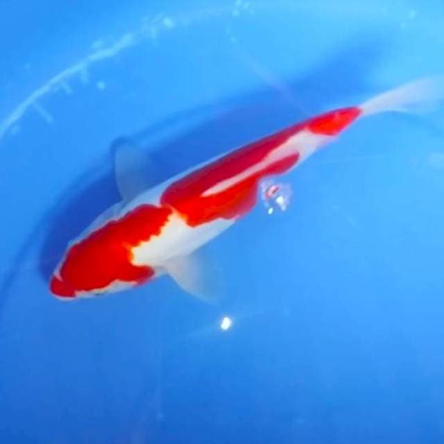 Kohaku doit 22cm