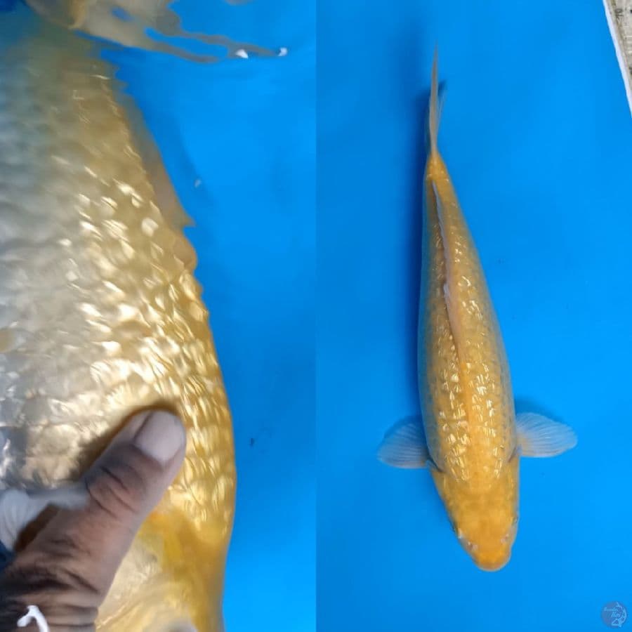 Karashi Ginrin Punuk jos 38cm