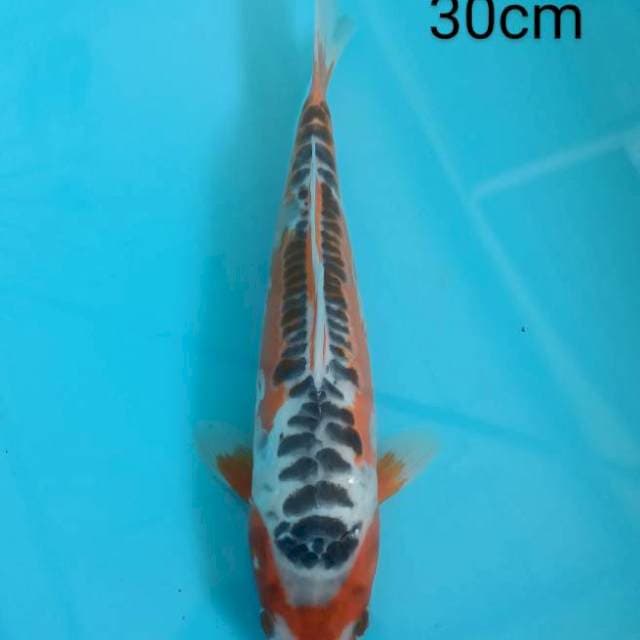 Hi Shusui 30cm