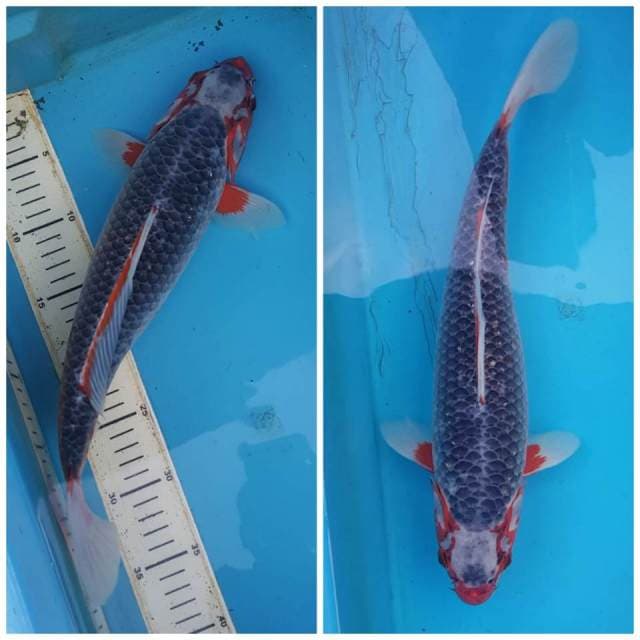 Asagi black mamba 40cm