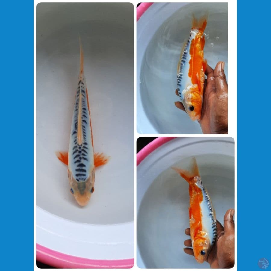 shusui 25cm