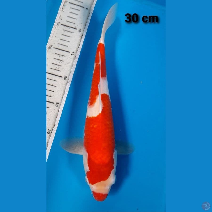 kohaku