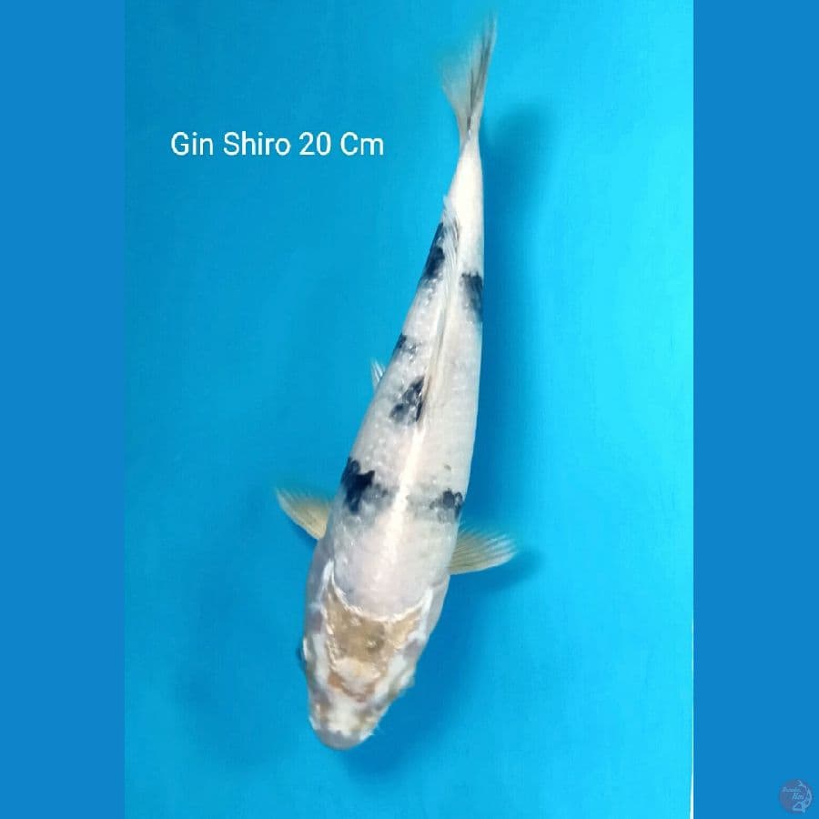 Hikari Utsurimono 20 Cm