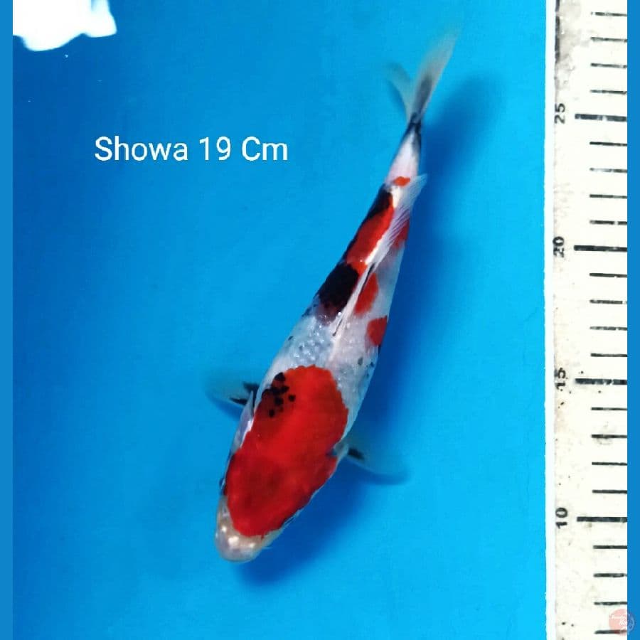 Showa 19 Cm