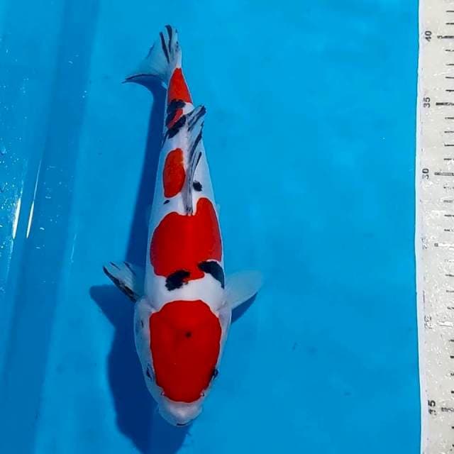 SANKE DOITSU BULKY STRONG 26 CM