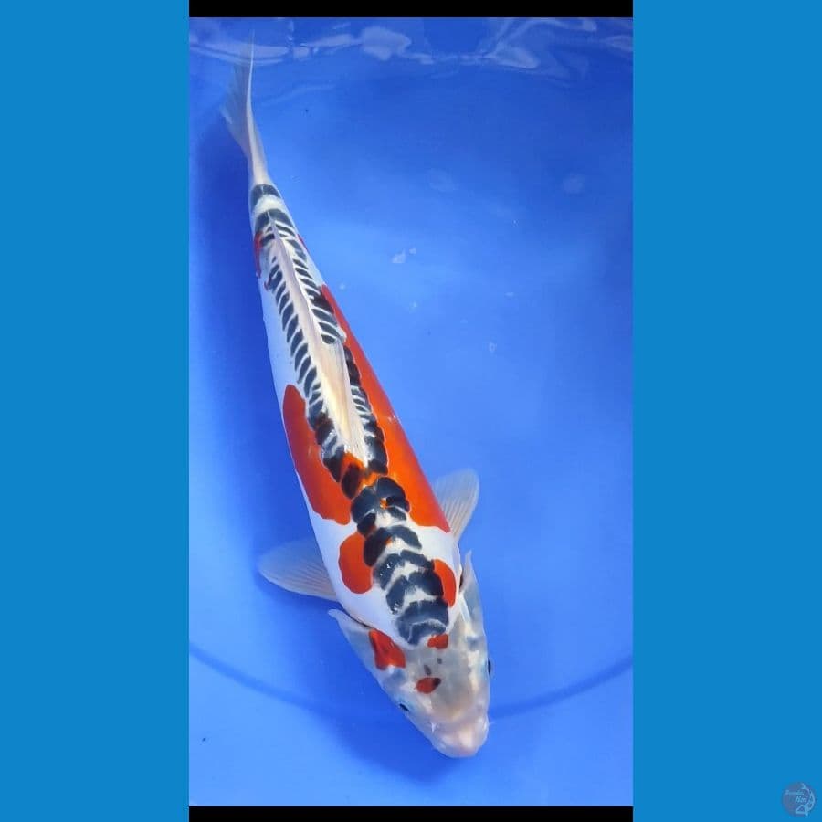kojaku doid 37cm