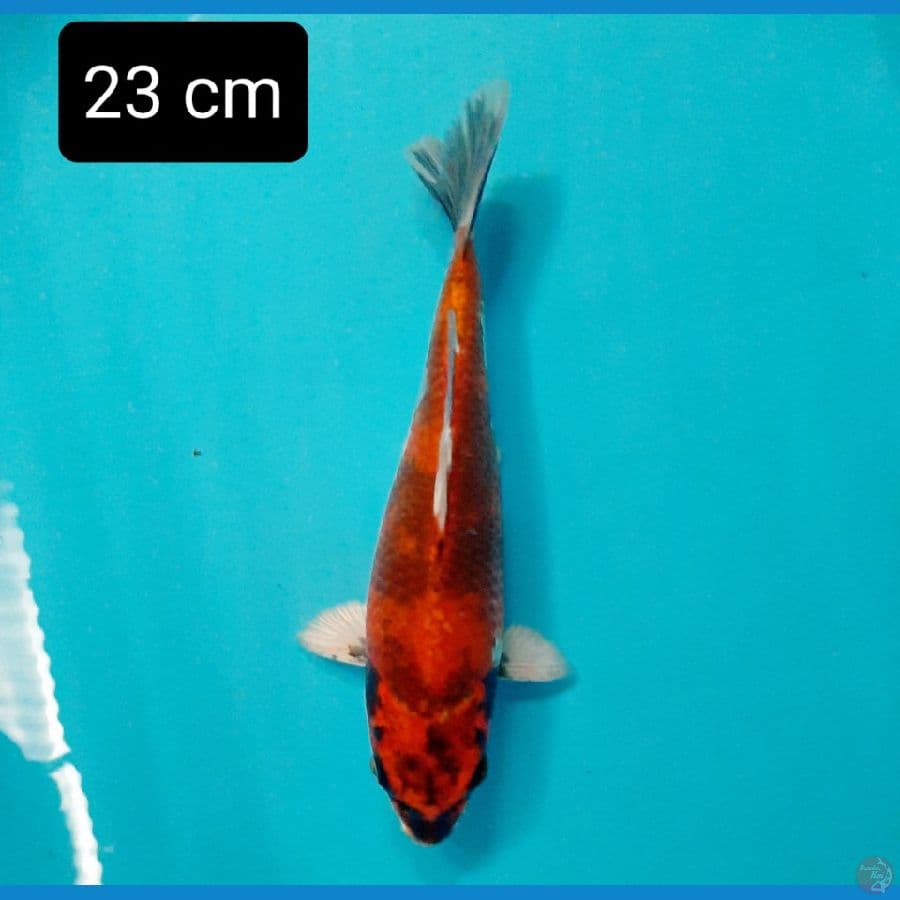 kage showa shot bodi 23 cm