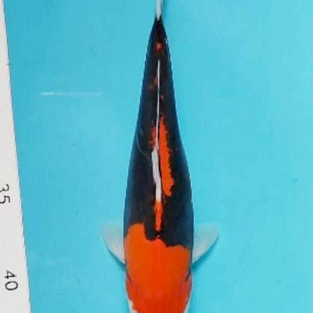 Benikumonryu halus 23cm
