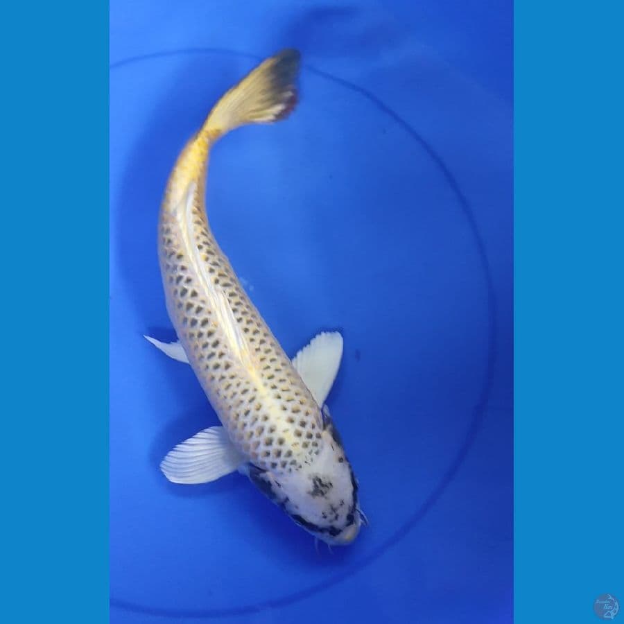 MUKASI CALON JUMBO 38cm