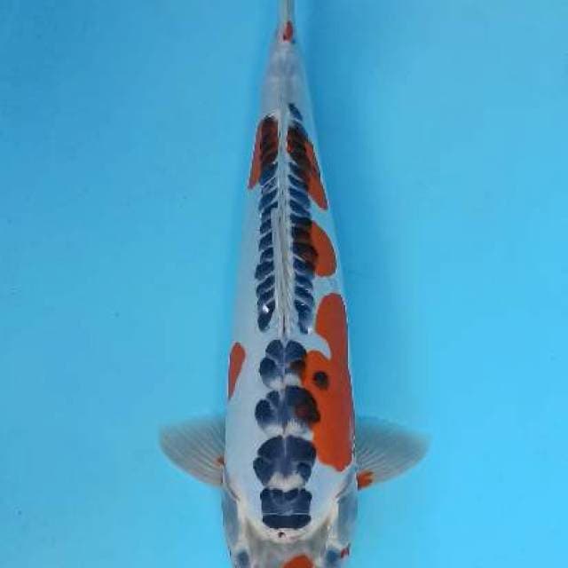 Maruten goshiki doitsu 38cm