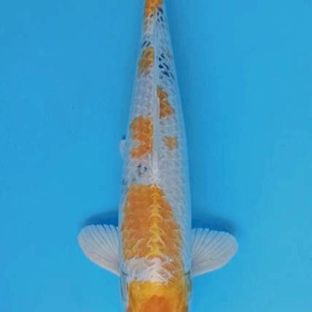 Kin sanke koleksi antik 34cm