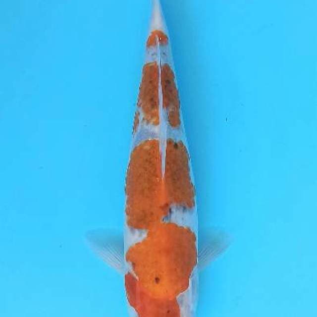 Sandan goshiki soft 31+cm