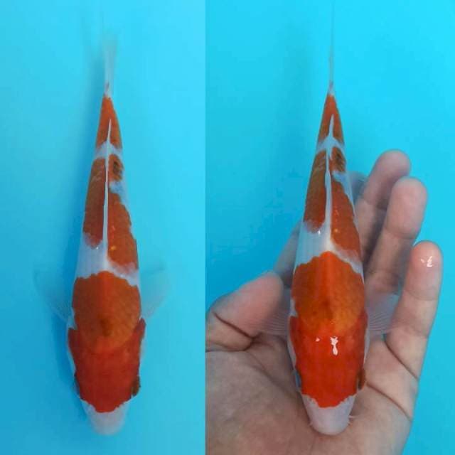 Baby sanke sandan 19cm