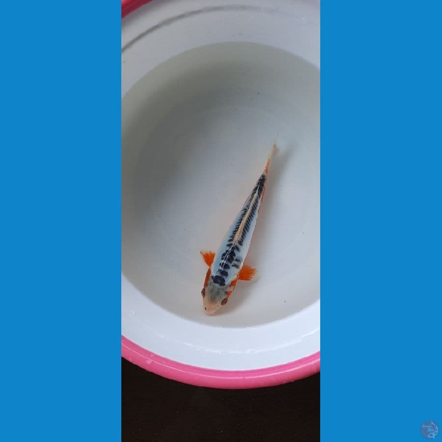 shusui 24cm