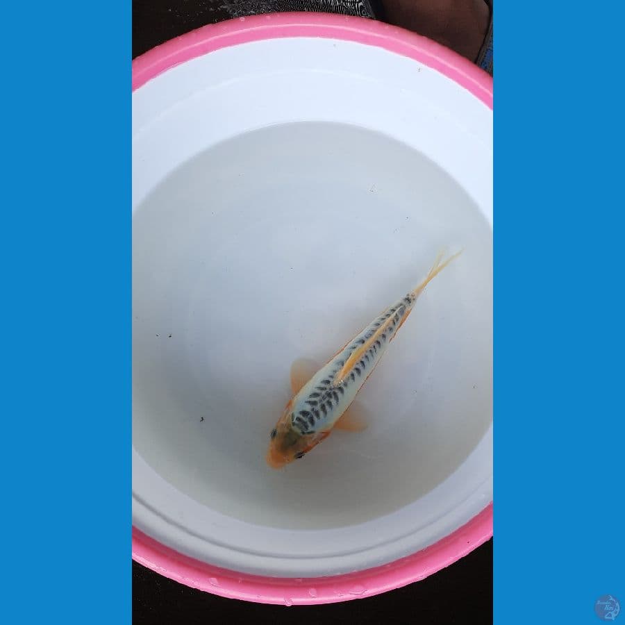 shusui 24cm