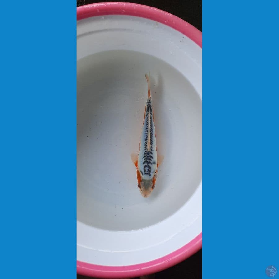 shusui 24cm