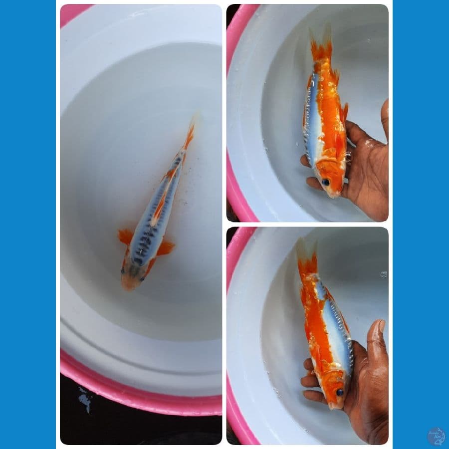 shusui 23cm