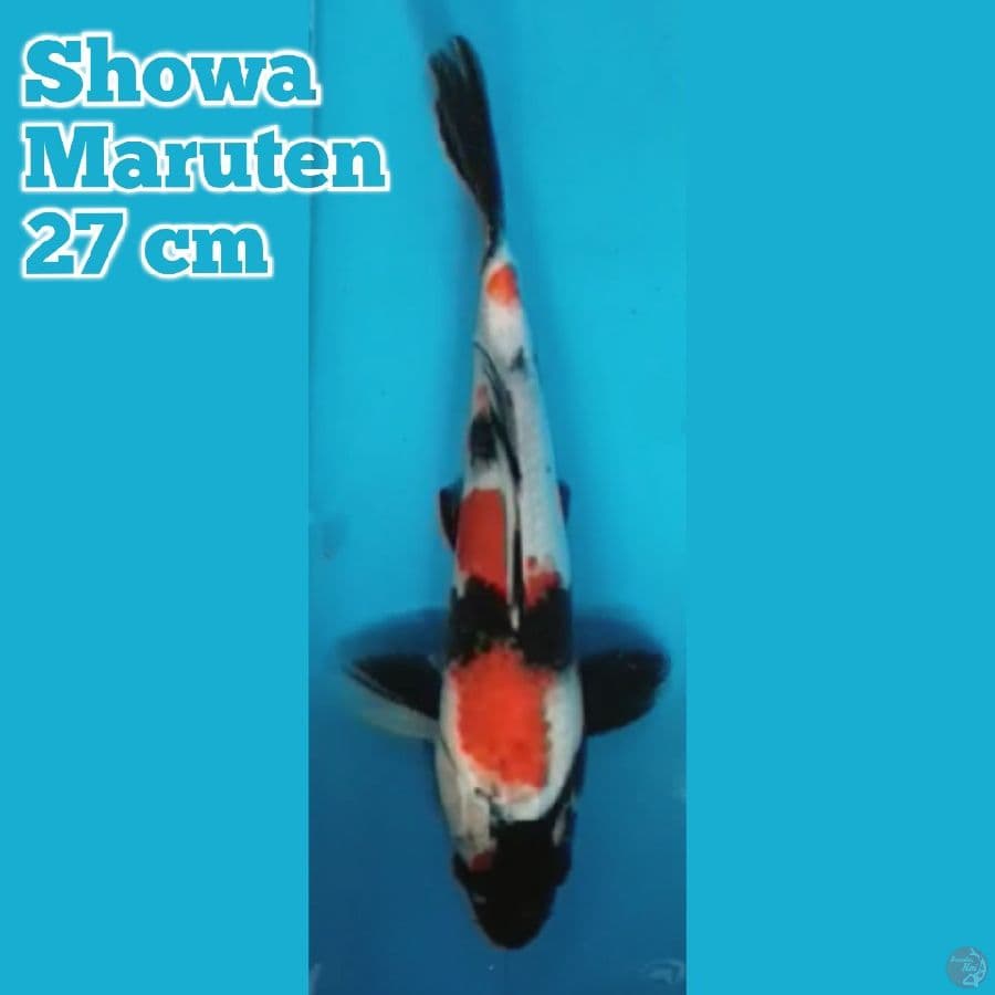 Showa Maruten 27cm