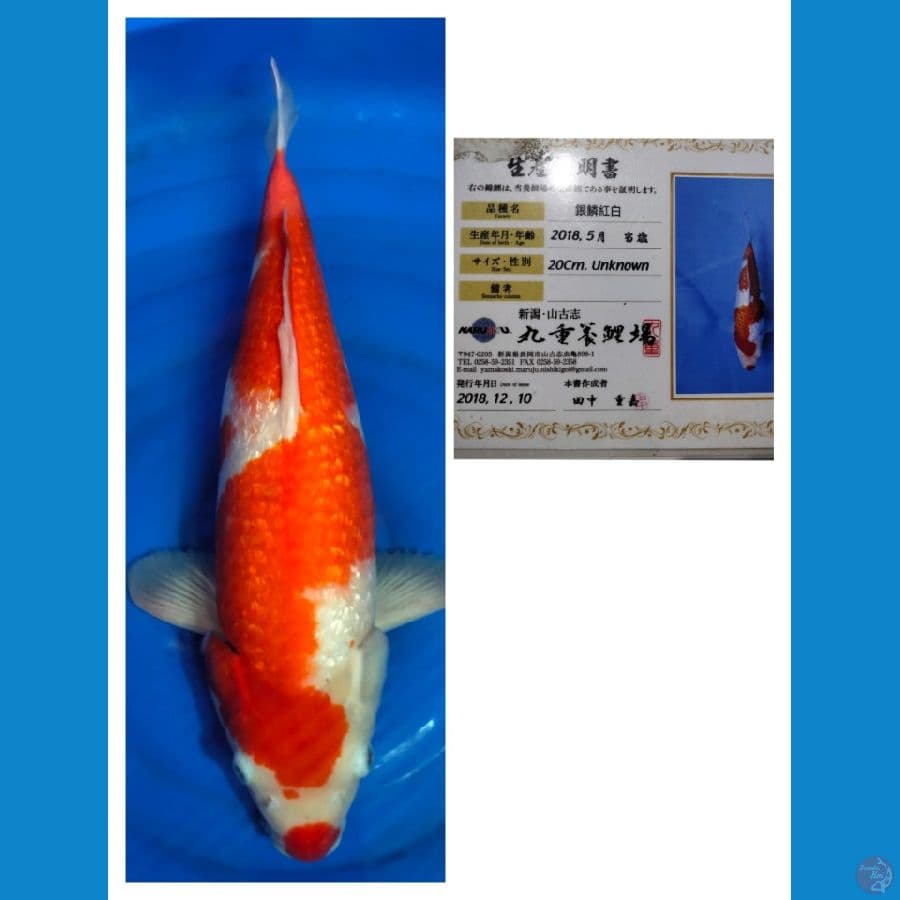Jumbo Import kohaku ginrin 53 cm