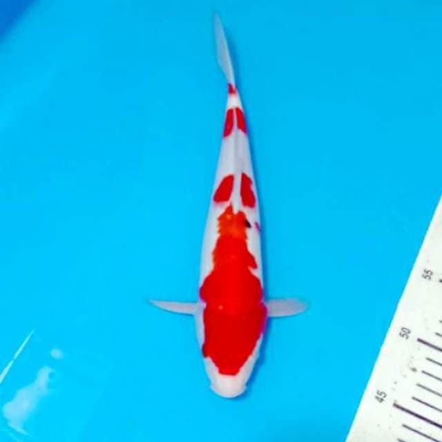 Sanke red strong 31cm