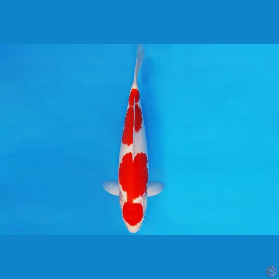 SILK KIMONO 11 ~ KOHAKU 32 cm/male ™