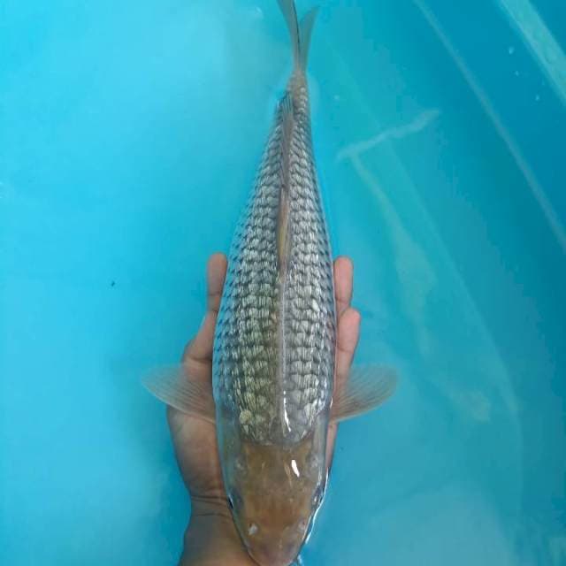 Soragoi Ginrin - 37cm Punuk