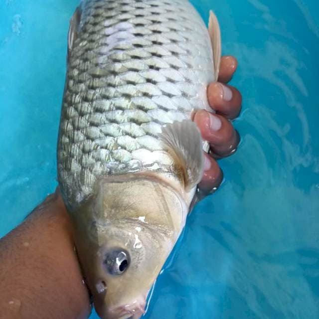 Soragoi Ginrin - 37cm Punuk