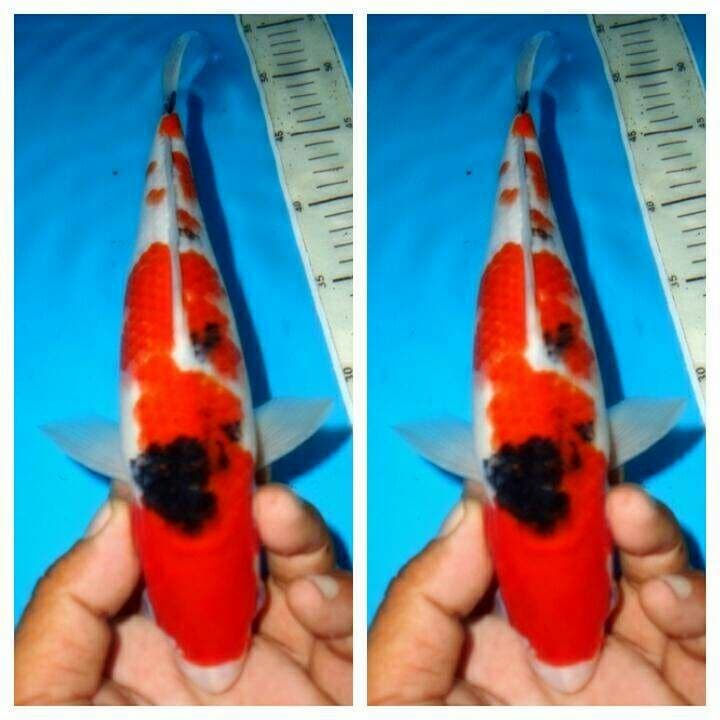 Tategoi sanke f1