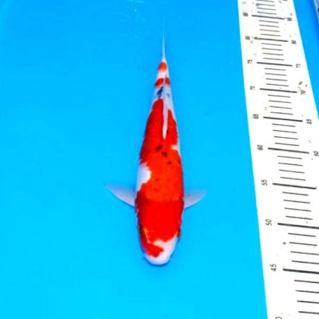 Sanke inazuma totol 35cm