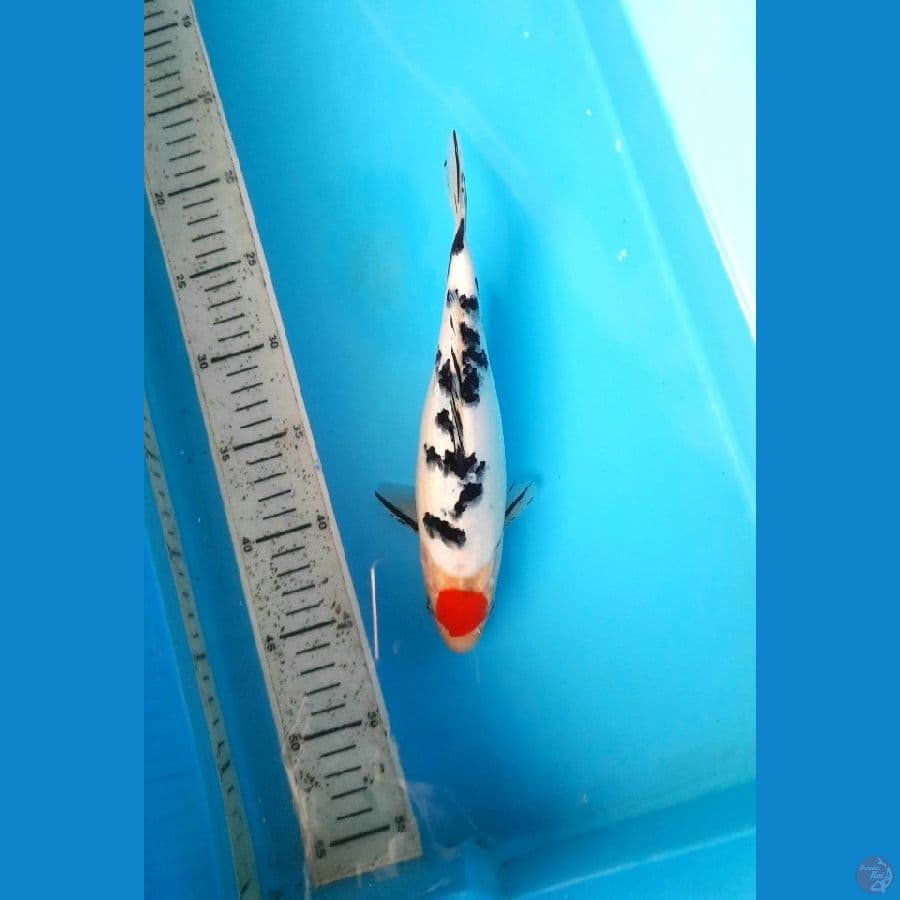 Tancho sanke 25cm / F