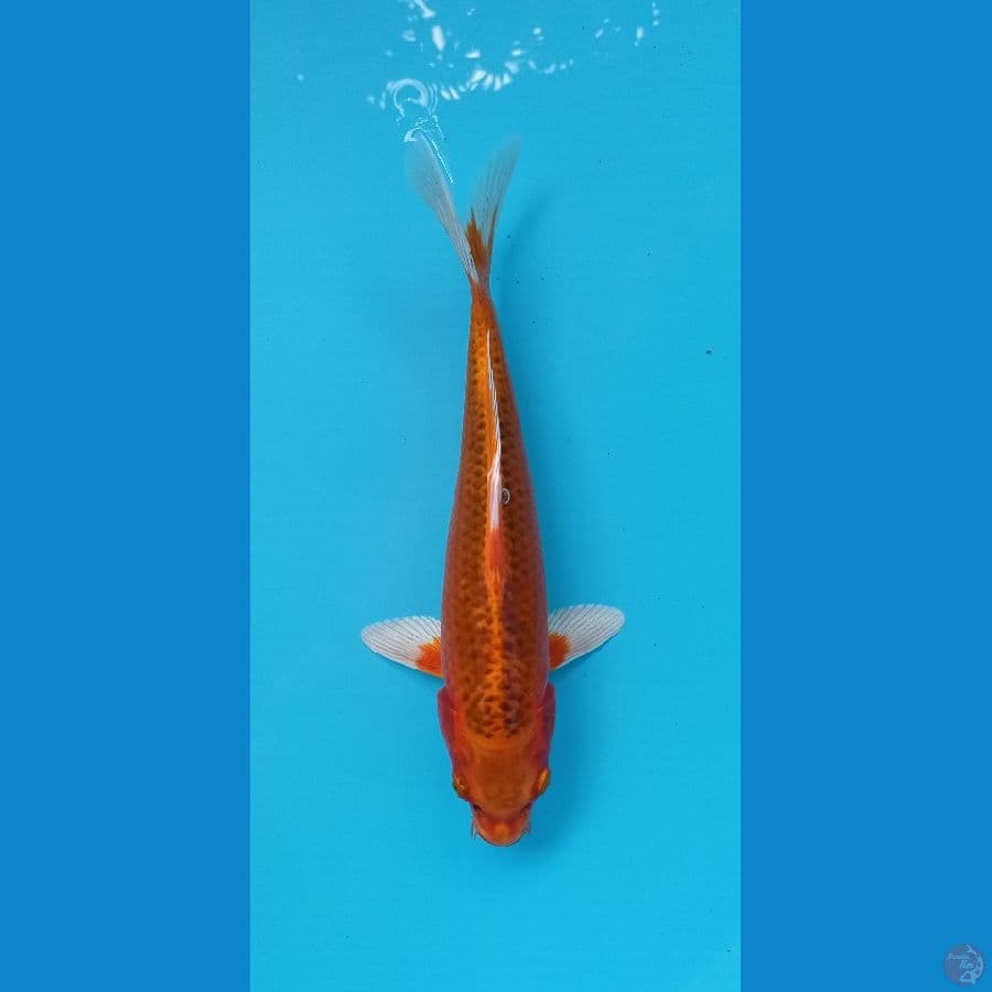 matshuba 27cm