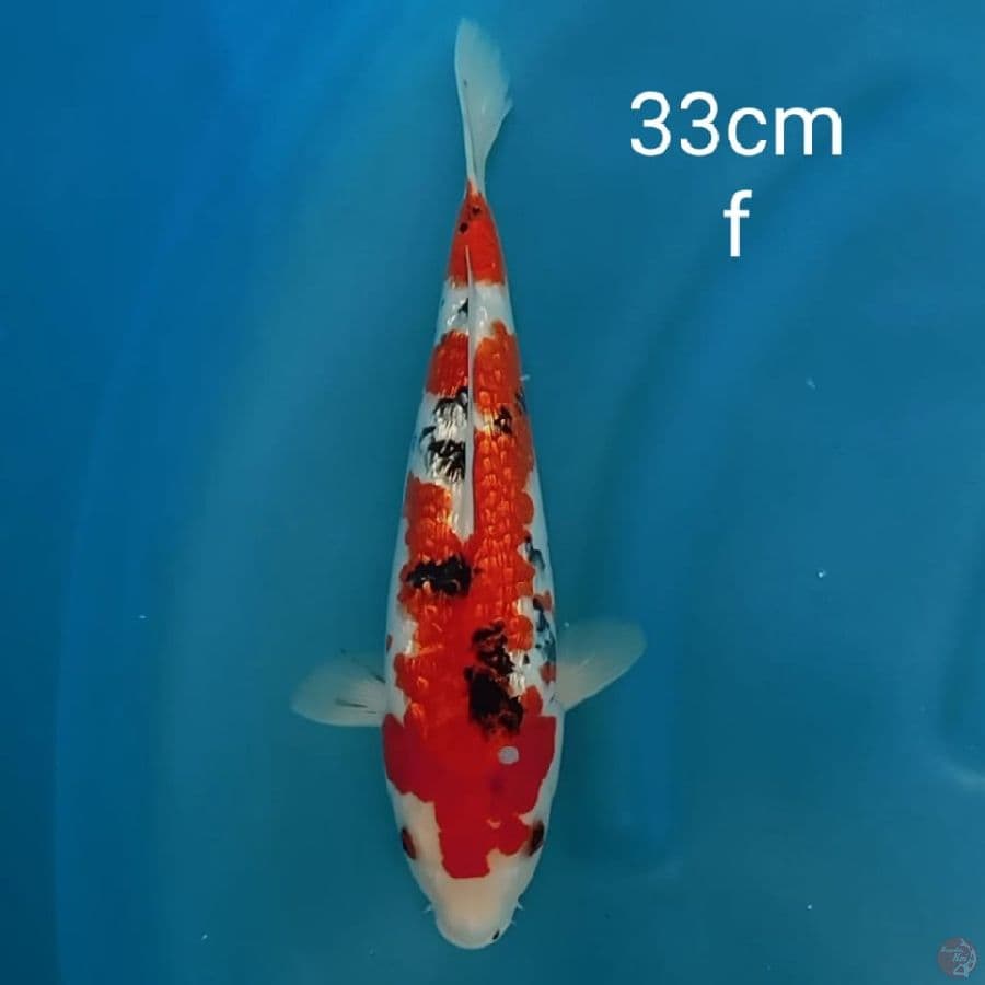 sanke ginrin 33cm