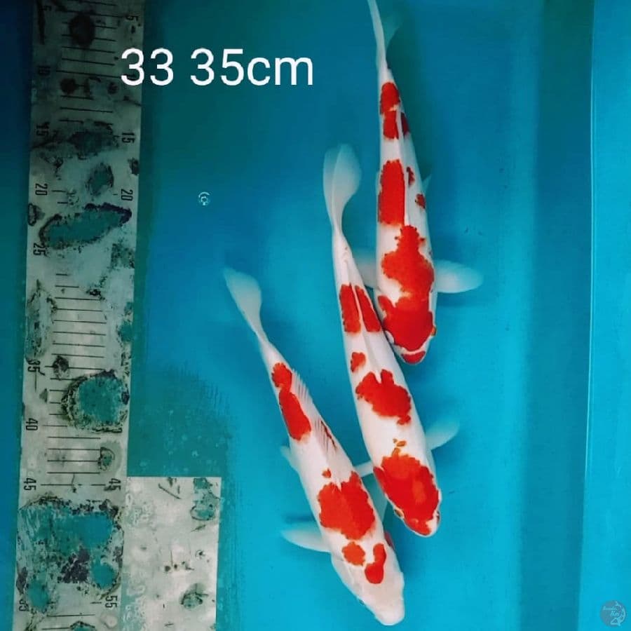 paket kohaku 33 35cm