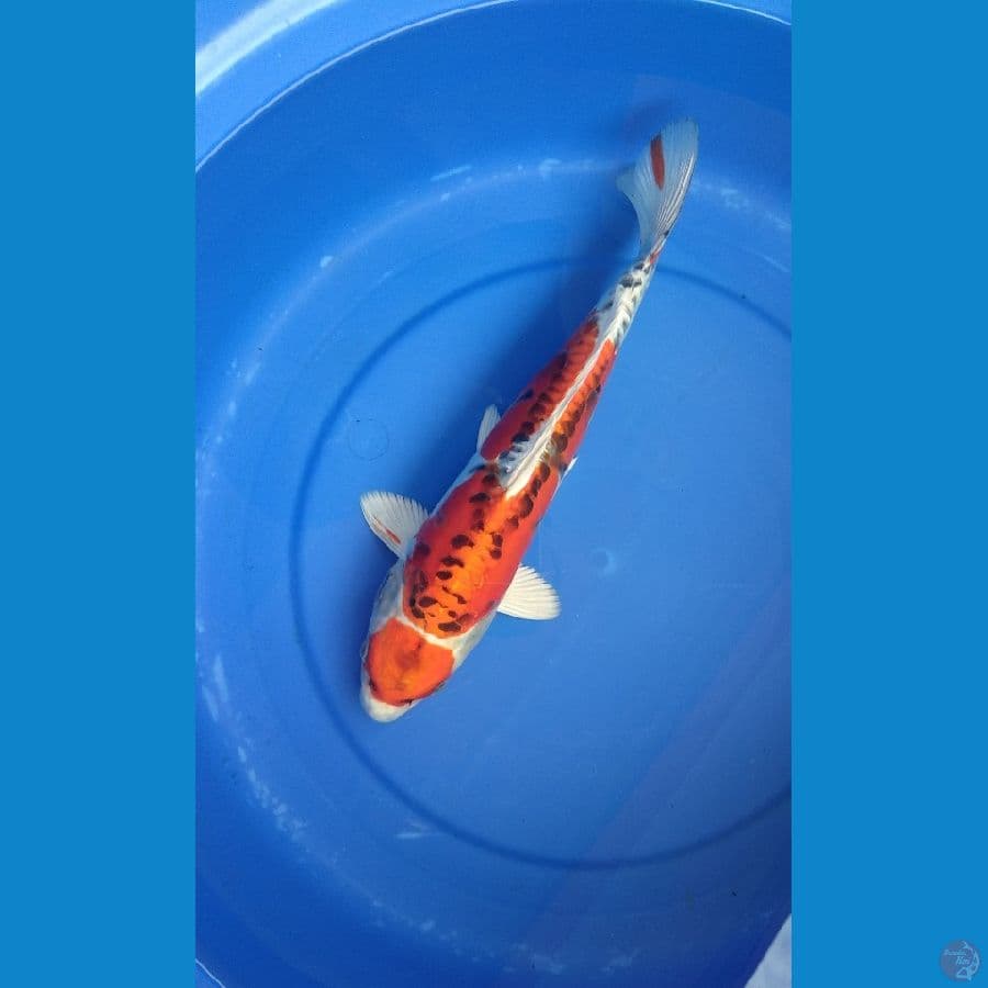 Maruten Doitsu 35cm